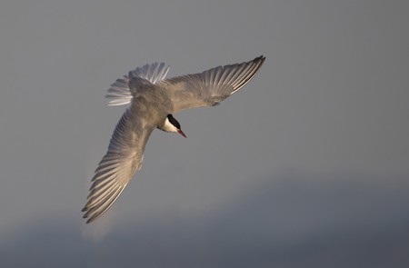 Animal, Beak, Bird, Flying, Seagull, Waterfowl